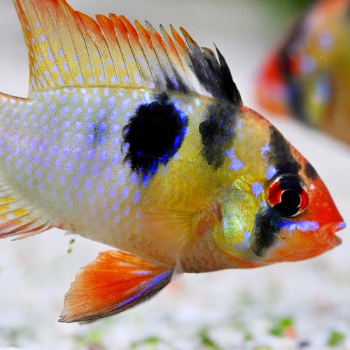 Apistogramma ramirezi - Cichlidé nain de ramirez L